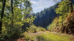 quo-vadis-der-wald-claudia-dohn-edeltraut-haut-klein